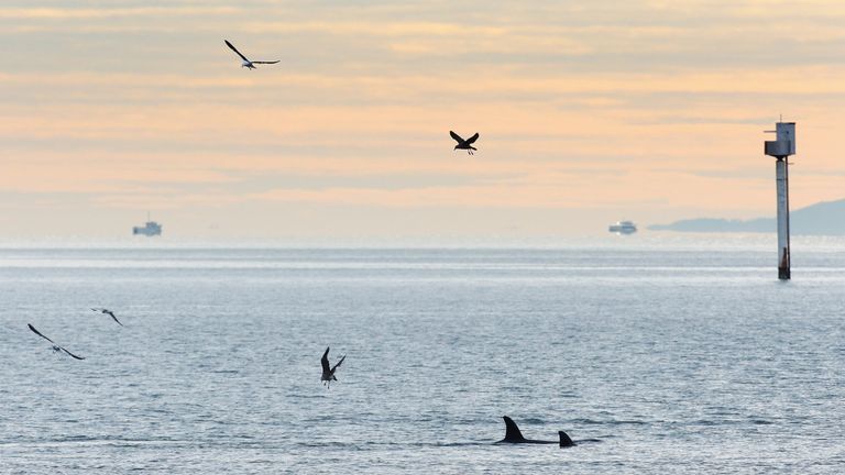 A pod of Orca whales are seen off St Heliers Bay on June 24, 2009 in Auckland