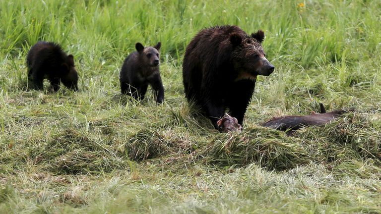 Protecting B.C.'s grizzly bears means protecting the wild places you know  and love - Yellowstone to Yukon Conservation Initiative