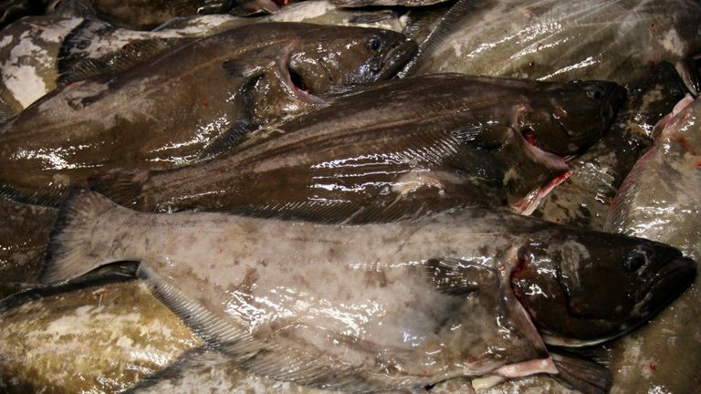 Fishermen say their lines are being stripped of thousands of pounds of halibut