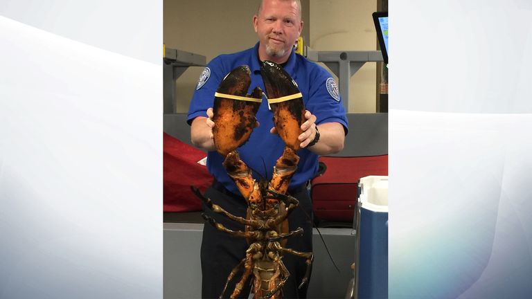 The lobster&#39;s owner was shell shocked when the photo emerged. Pic: TSA