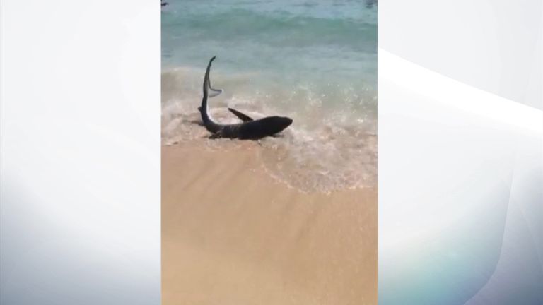 A shark washes up on a beach near Magaluf, Majorca