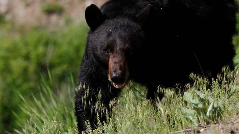 The boy was killed by a &#39;large black bear&#39;, police said. File pic