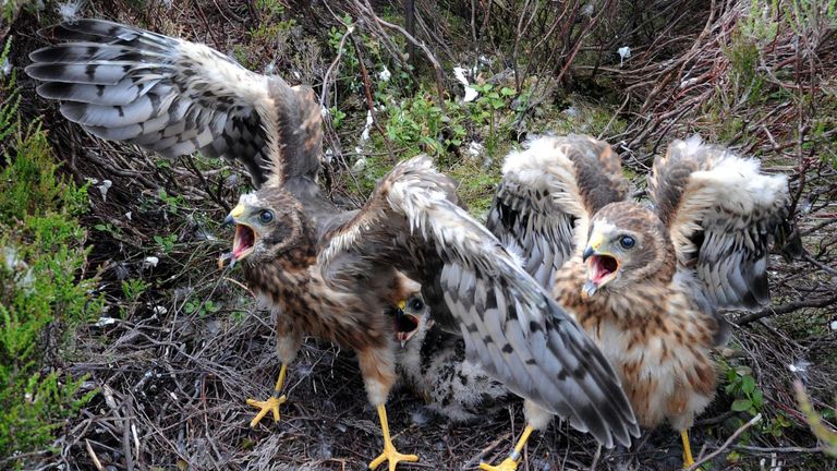 Britain's birds of prey are back from the brink of extinction