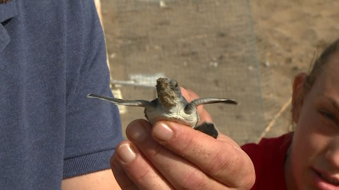 This baby turtle is seeing daylight for the very first time