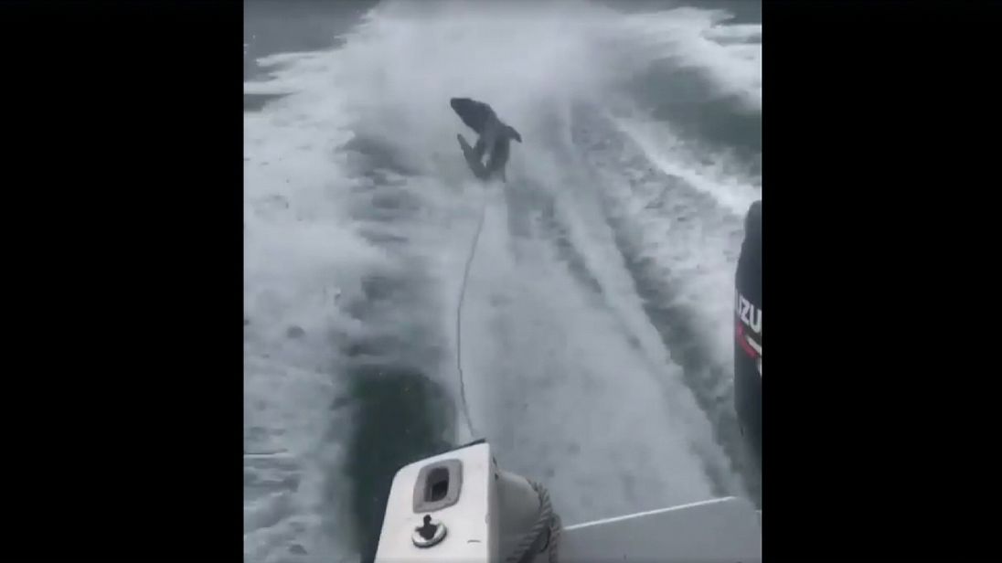 The animal can be seen twisting and slamming into the water in the boat&#39;s wake