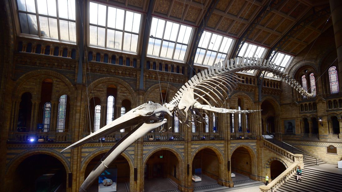 national history museum dinosaur skeleton