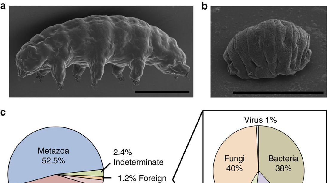 A Tardigrade. Pic: WikiMedia/Nature journal