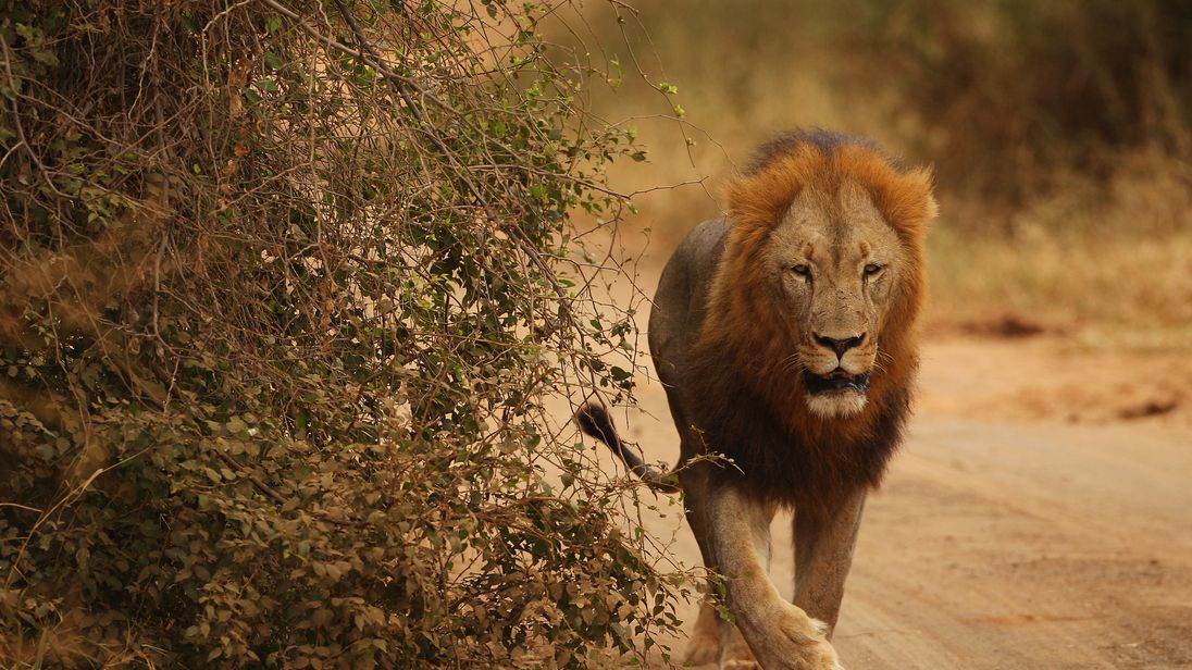 Villagers warned as four lions escape from Kruger park in South Africa ...