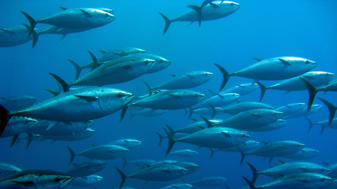 John West tuna firm commits to environmental and worker improvements