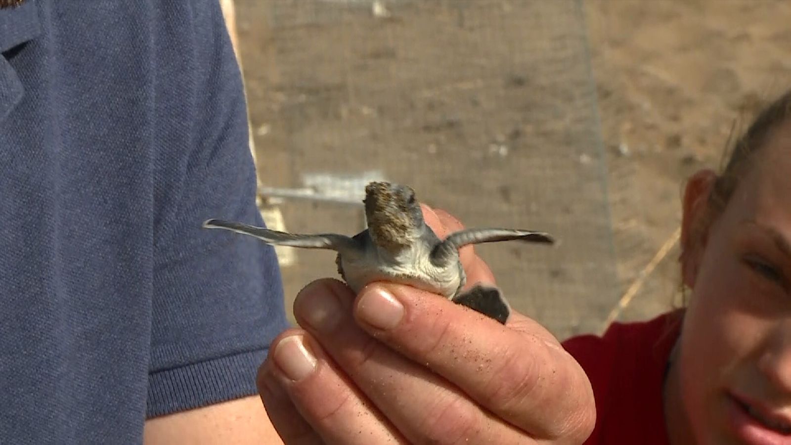 Meet the baby turtles threatened by plastic | World News | Sky News