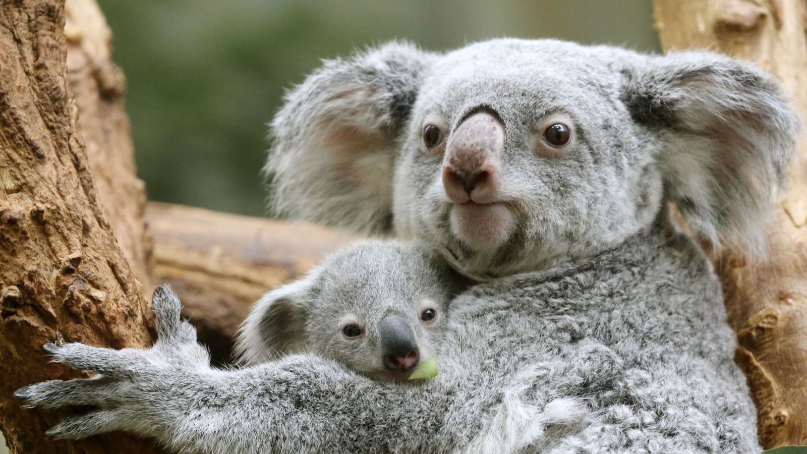 Ancient viruses protect koala DNA from new attacks, study finds ...