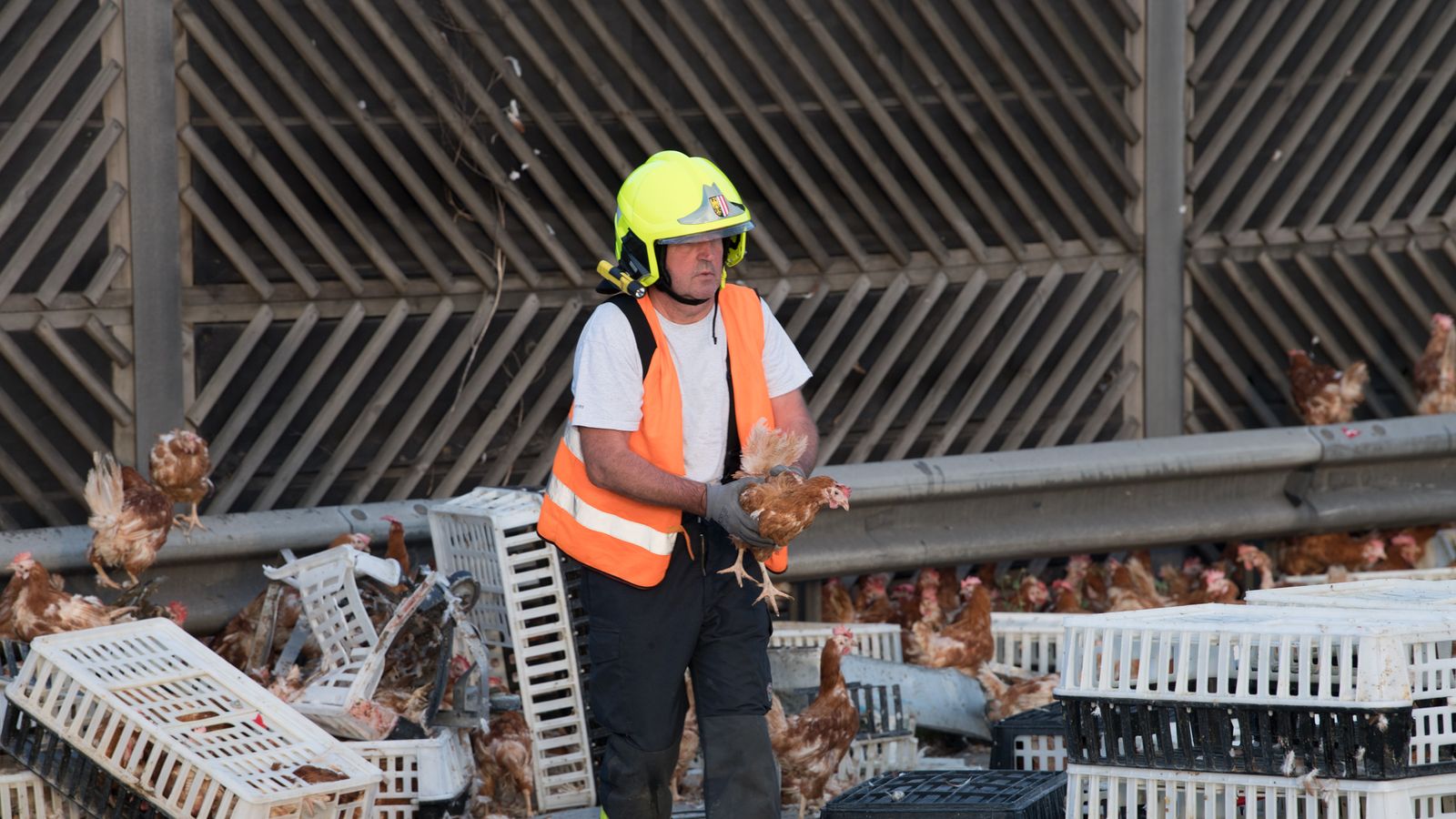 Chickens Run For It: Thousands Of Birds Escape In Austrian Truck Crash ...