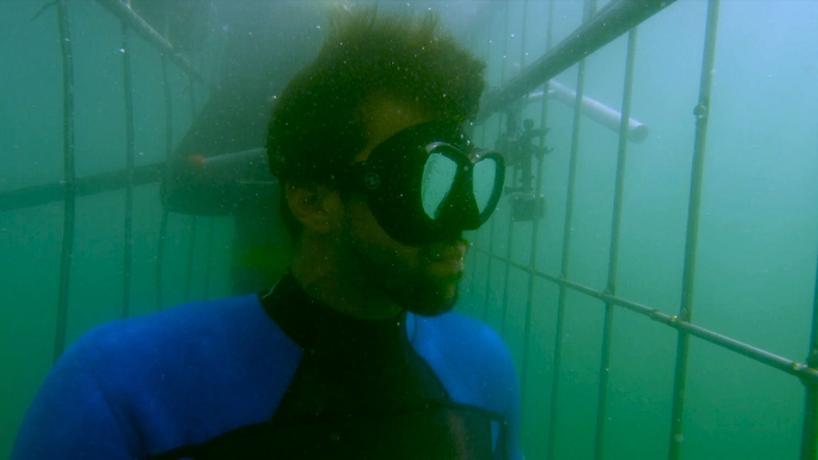 Can Michael Phelps swim faster than a shark? Ents & Arts News Sky News