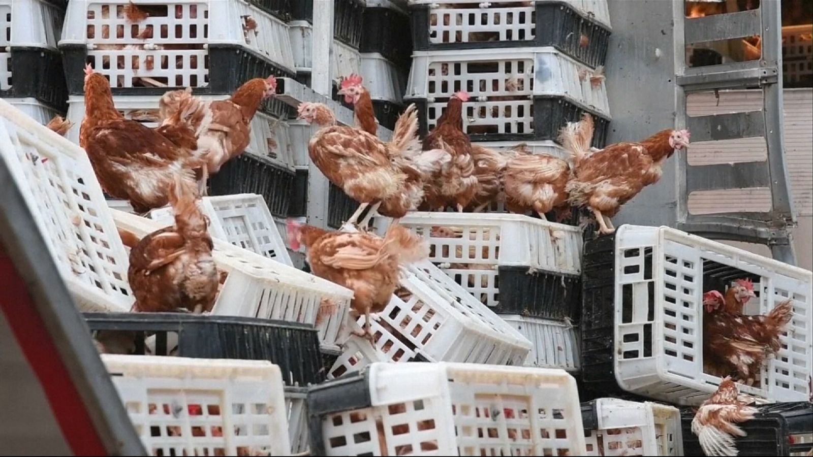 Firefighters collect chickens from Austrian highway