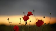 Wild poppies grow on the verge of a Flanders field near Tyne Cot Military Cemetery 