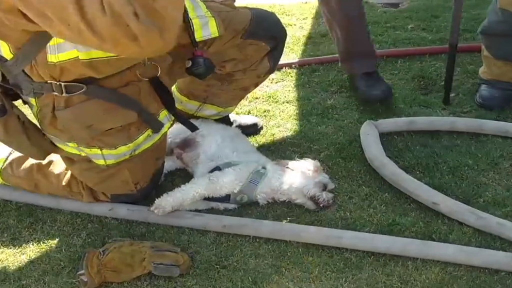 Watch: Firefighters Save And Resuscitate 'lifeless' Dog From House ...