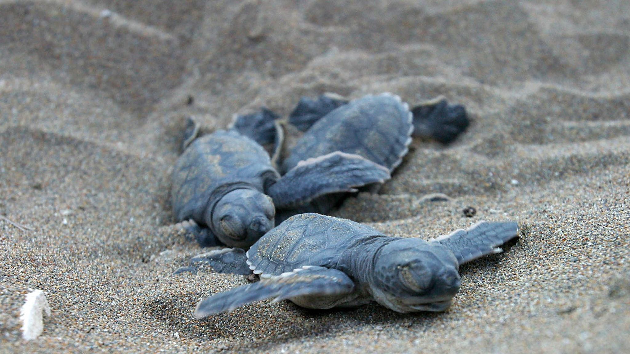 Mediterranean Sea 'trashed' by plastic waste | World News | Sky News