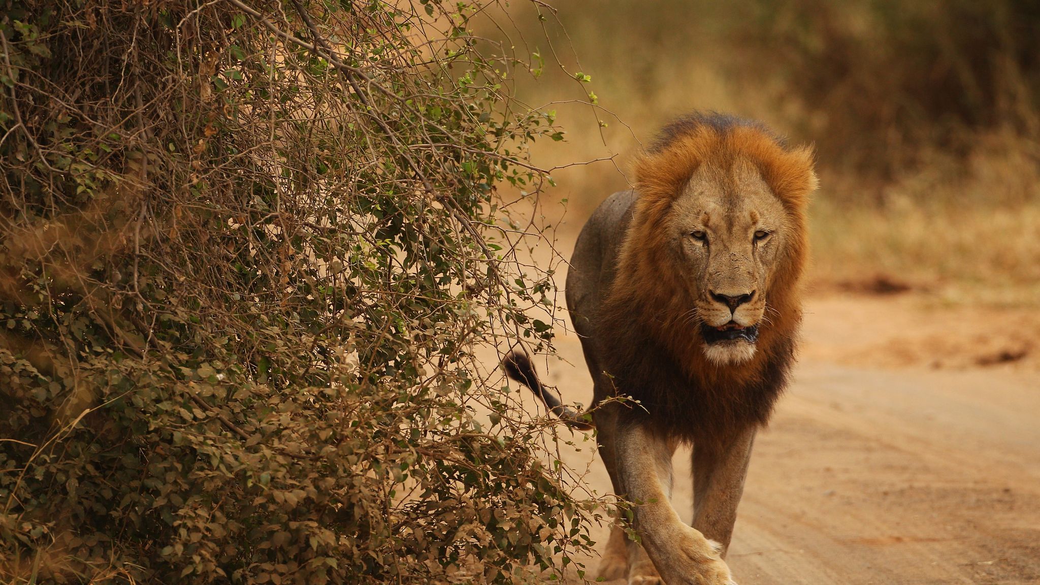 Lion in Kruger National Park. 