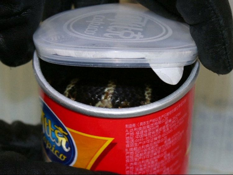 A king cobra snake seen in a crisp can