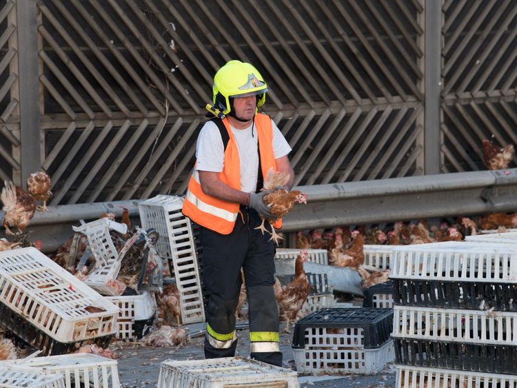 Firemen removing the chickens from the carriageway near Linz