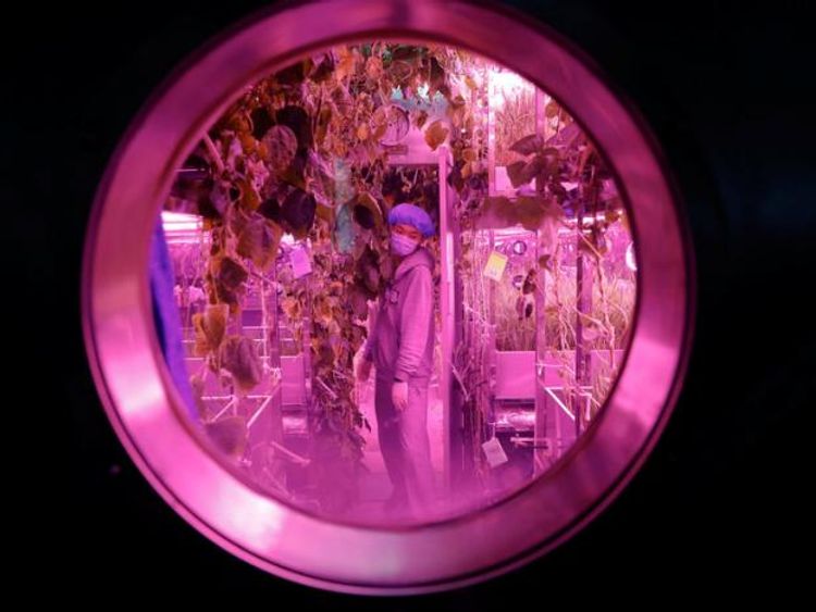 A volunteer checks on plants inside a simulated space cabin. Pic: REUTERS/Damir Sagolj