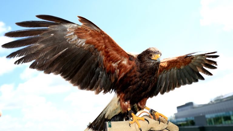 Rufus the hawk patrols the Wimbledon skies to deter pigeons