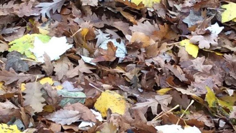 One of Alex's trainers was found by police in the park