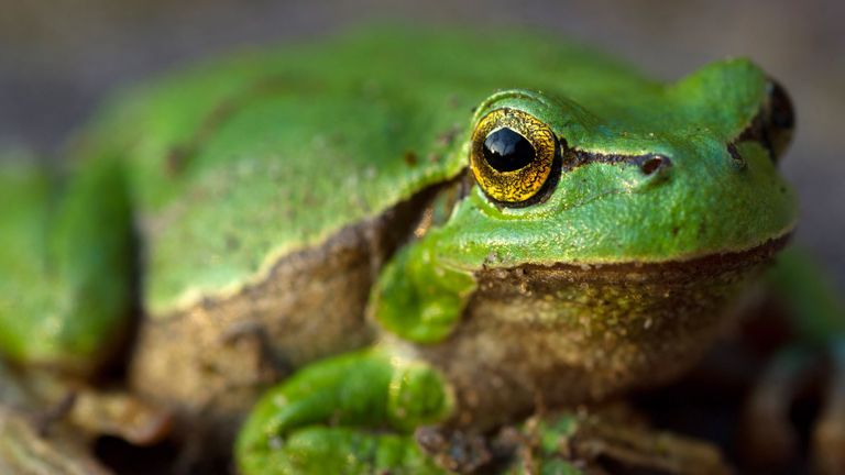 Man species of frog are under threat