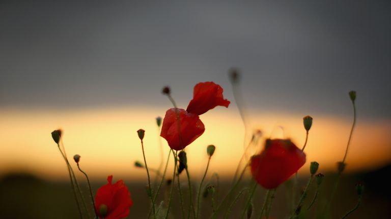 Wild poppies grow on the verge of a Flanders field near Tyne Cot Military Cemetery 