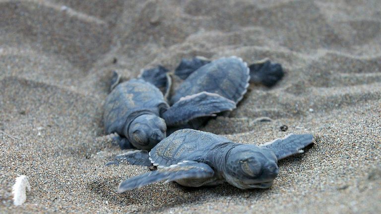 Baby green turtles in Greece are under threat from plastic waste