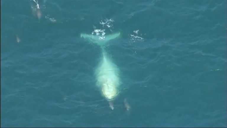 Rare white humpback whale seen off Australia | News UK Video News | Sky ...