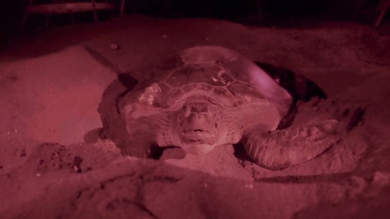 Most Green Turtle juveniles were found to have plastic in their gut 