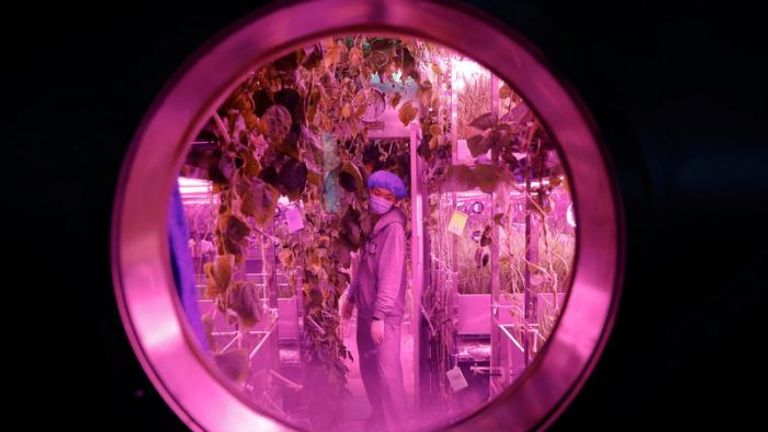 A volunteer checks on plants inside a simulated space cabin. Pic: REUTERS/Damir Sagolj
