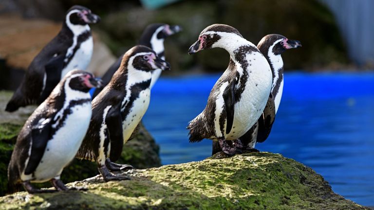 Eight Humboldt penguins - five adults and three babies - were killed in the attack