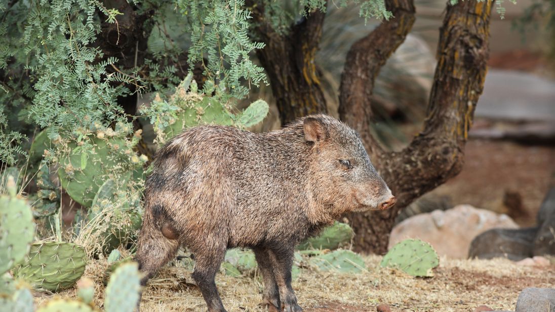 Collared Peccary