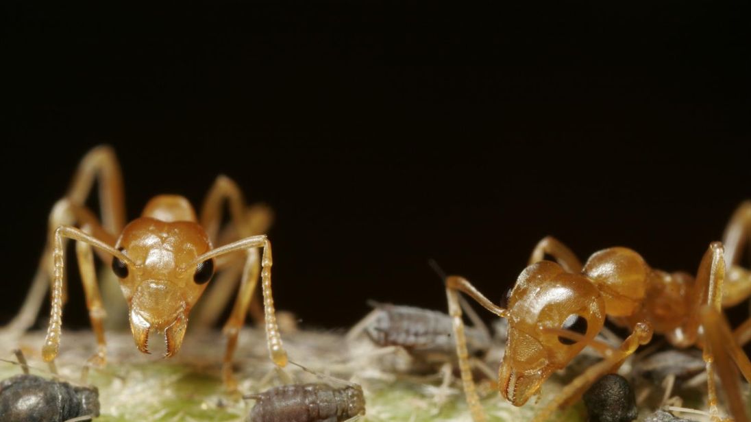Weaver ants eat insects and leave nutrient-rich waste that the plants eat themselves. Pic: Kim Aaen, NatureEyes.