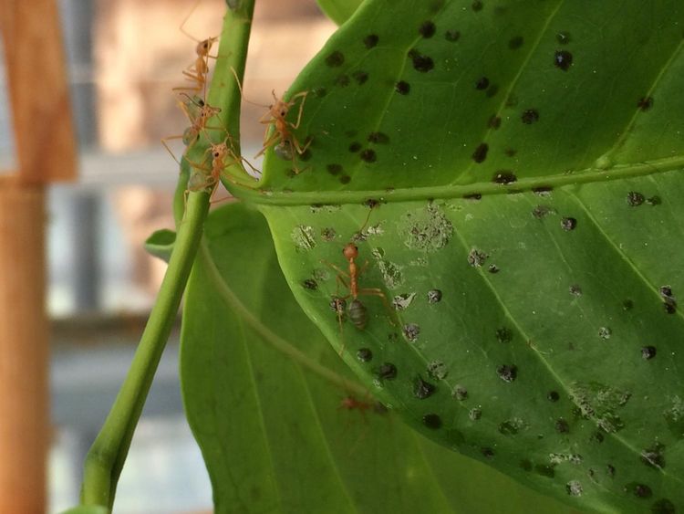 Coffee plant leaves covered in small dark faecal droppings -- ant waste containing urea and amino acids for the plants. Pic: Joachim Offenberg