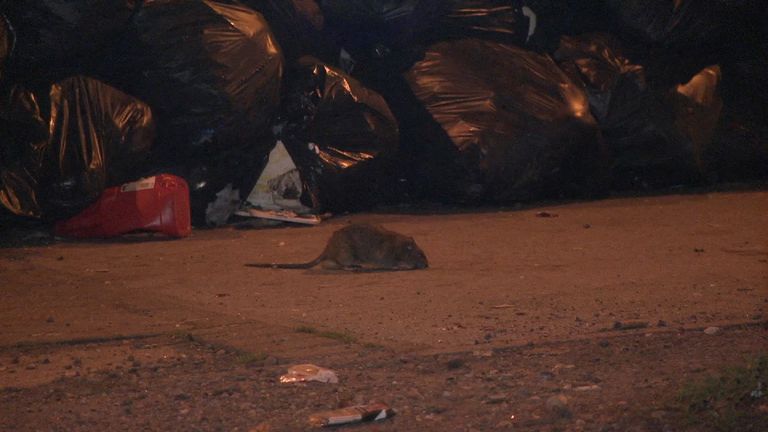 The presence of rats suggests the bin crisis has become a major health hazard