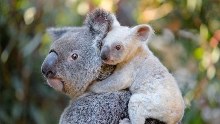 A rare baby white koala