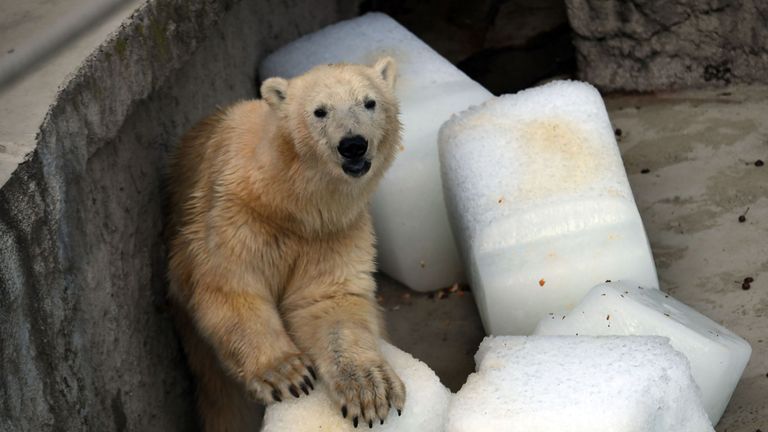 Blocks of ice are being used to cool polar bears at Budapest Zoo