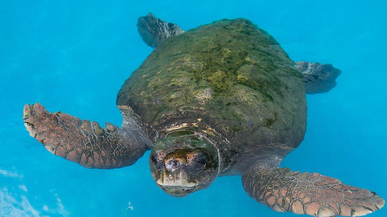 Loggerhead sea turtles were said to be the root cause of the delay