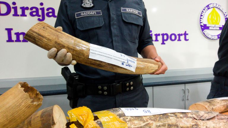 Malaysia customs officers display ivory tusks seized over the weekend during a news conference at the airport in Sepang, Malaysia 