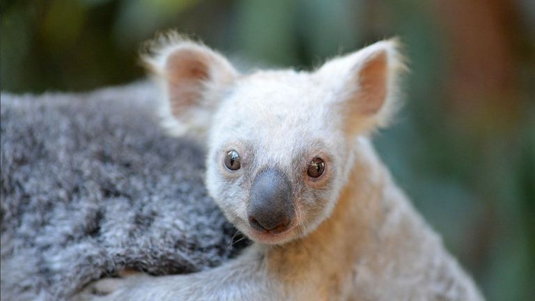 albino baby koala