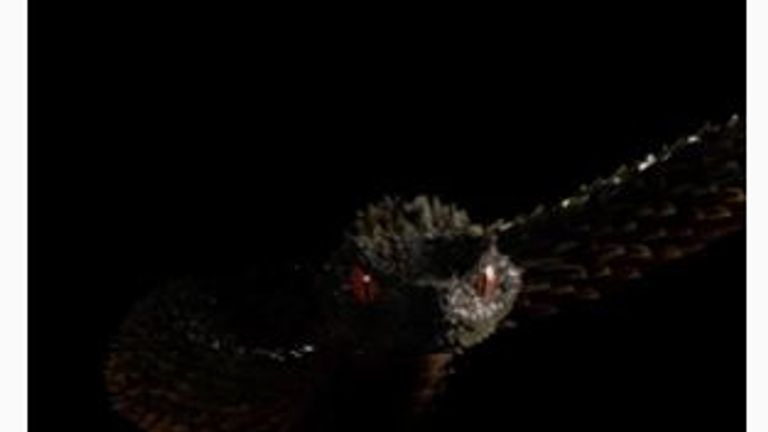 Swift has posted videos of a snake on social media. Pic: Instagram/@taylorswift 