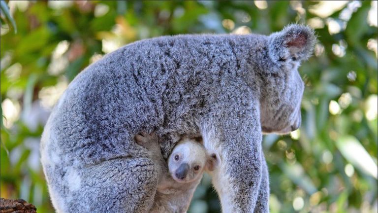 A rare white baby koala