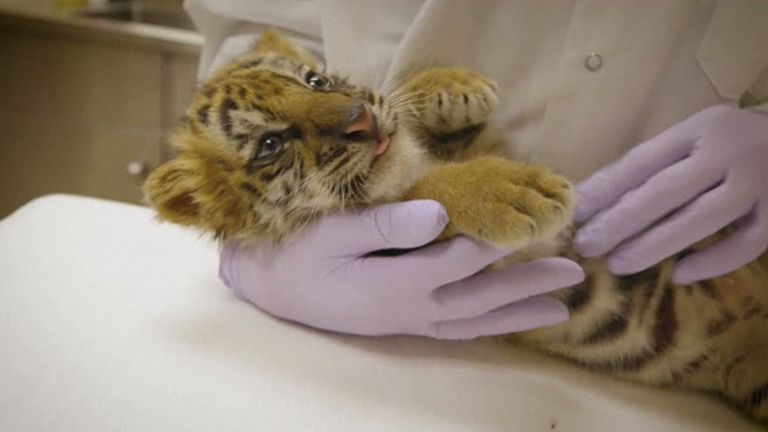The cub is believed to be in good  health. Image courtesy of San Diego Zoo Safari Park