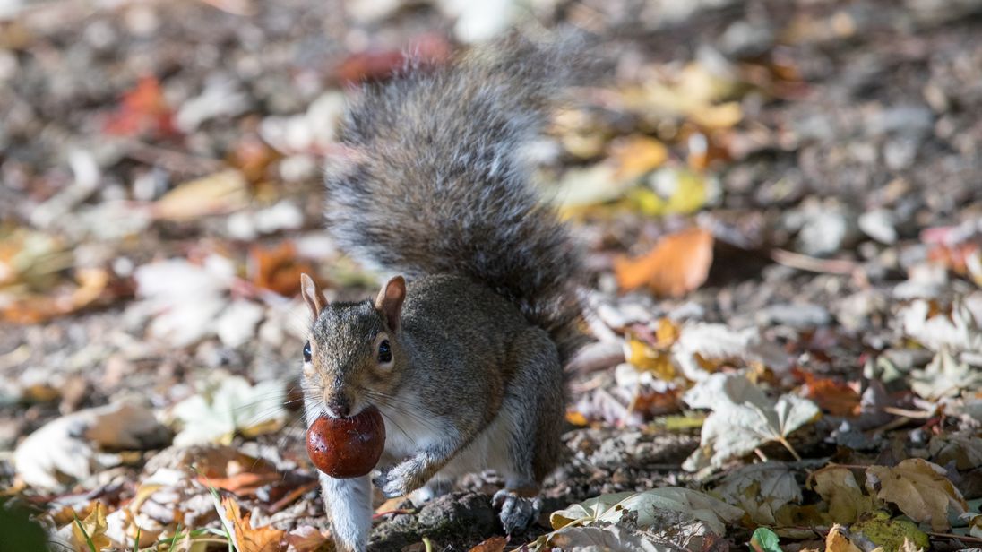 A squirrel picks up a conker beneath trees in London
