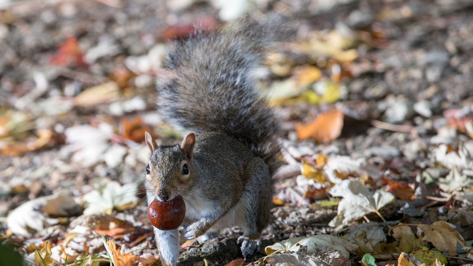 Squirrels store their nuts similar to how humans organise their