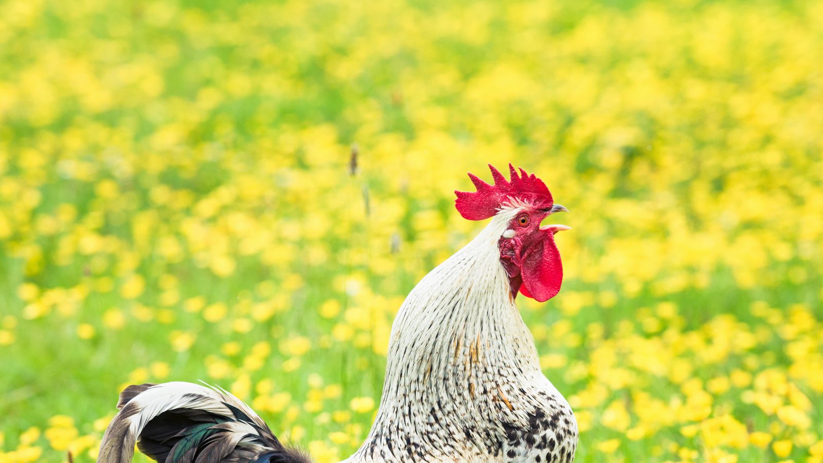 Neighbour dispute over noisy 'foreign' cockerel in Hampshire leads to
