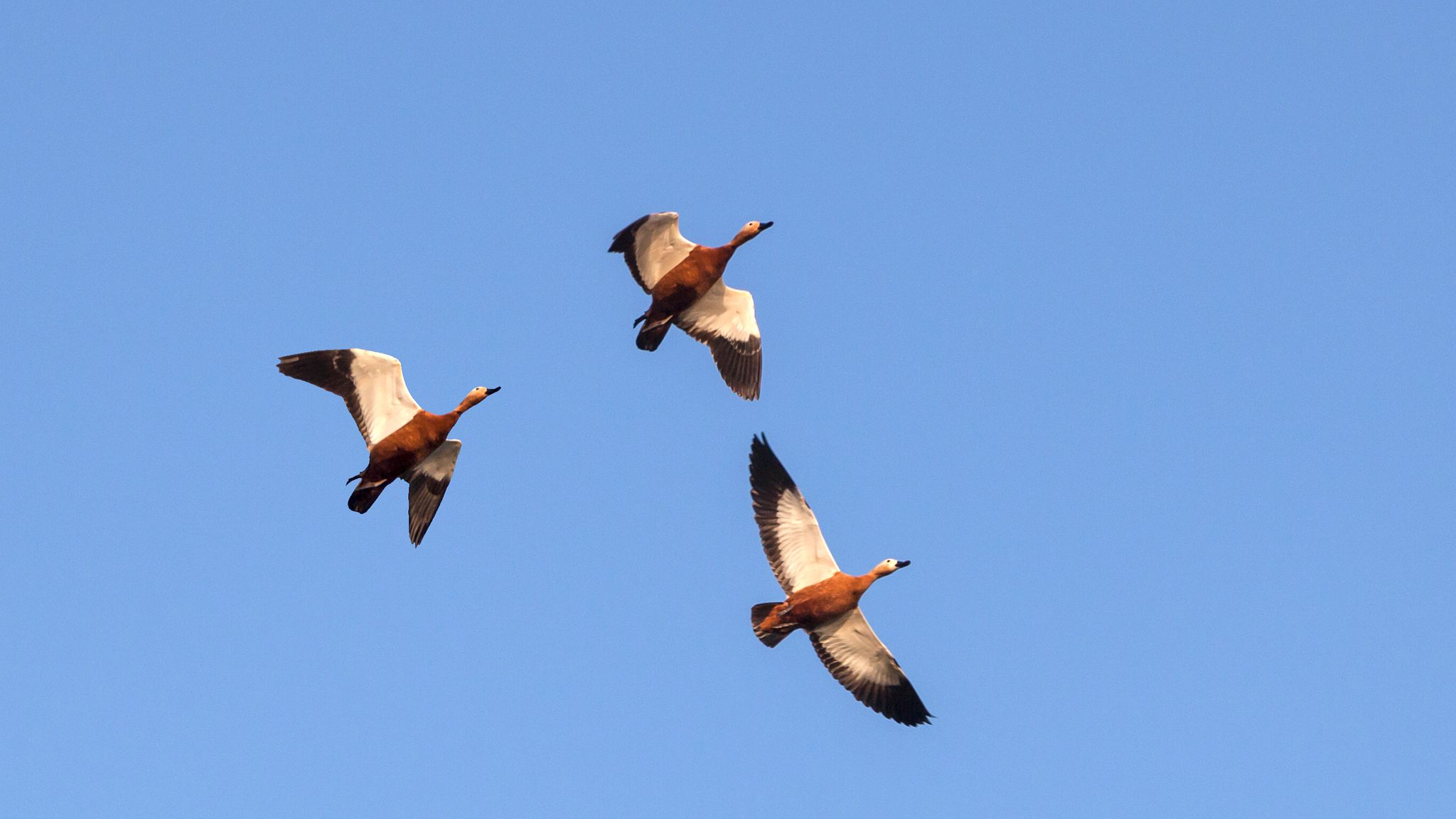 Ruddy shelduck: The high-flying duck sets record at 22,000ft | UK News |  Sky News